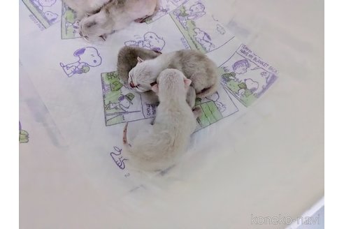 販売中の東京都のバーミラ-120414の4枚目